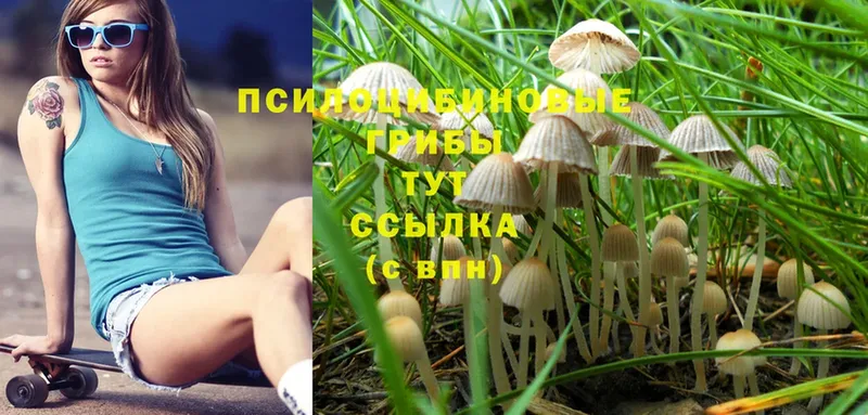 OMG как войти  Разумное  Псилоцибиновые грибы Psilocybine cubensis 